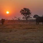 Chobe National Park Botswana