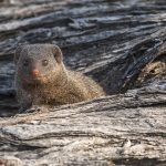 Kleiner Mungo (Herpestes javanicus)