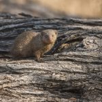 Kleiner Mungo (Herpestes javanicus)