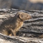 Kleiner Mungo (Herpestes javanicus)