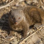 Kleiner Mungo (Herpestes javanicus)