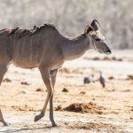 Großer Kudu (ragelaphus strepsiceros)
