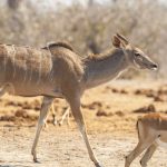 Großer Kudu (ragelaphus strepsiceros)