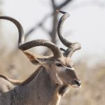Großer Kudu (ragelaphus strepsiceros)