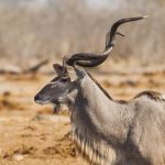 Großer Kudu (ragelaphus strepsiceros)