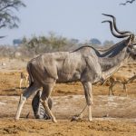 Großer Kudu (ragelaphus strepsiceros)