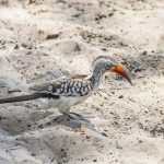 Rotschnabeltoko (Tockus erythrorhynchus)