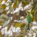 Zwergspint (Merops pusillus)