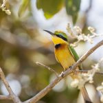 Zwergspint (Merops pusillus)