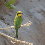 Zwergspint (Merops pusillus)