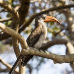 Felsentoko (Tockus bradfieldi)