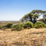 Kasane Forest Reserve, Botswana