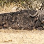 Kaffernbüffel (Syncerus caffer) im Kasane Forest Reserve, Botswana