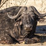 Kaffernbüffel (Syncerus caffer) im Kasane Forest Reserve, Botswana