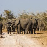 Elefanten (Elephantidae) Kasane Forest Reserve, Botswana