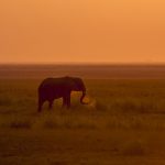 Elefant (Elephantidae) Kasane Forest Reserve, Botswana