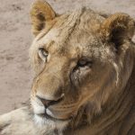 Löwe (Panthera leo)