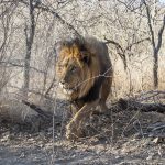 Löwe (Panthera leo)