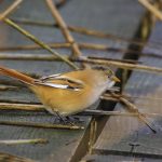Bartmeise (Panurus biarmicus) Weibchen