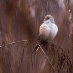 Bartmeise (Panurus biarmicus) Weibchen