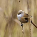 Bartmeise (Panurus biarmicus) Weibchen