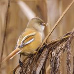 Bartmeise (Panurus biarmicus) Weibchen