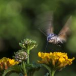 Taubenschwänzchen  (Macroglossum stellatarum) auf Wandelröschen