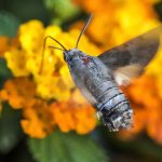 Taubenschwänzchen  (Macroglossum stellatarum) auf Wandelröschen