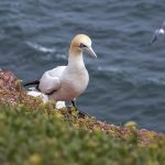 Basstölpel (Morus bassanus)