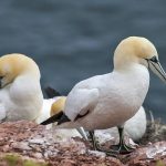 Basstölpel (Morus bassanus)