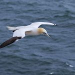 Basstölpel (Morus bassanus)