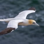 Basstölpel (Morus bassanus)