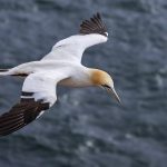 Basstölpel (Morus bassanus)