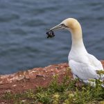 Basstölpel (Morus bassanus)