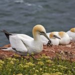 Basstölpel (Morus bassanus)