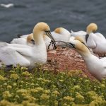 Basstölpel (Morus bassanus)