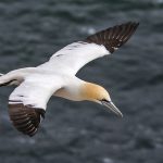 Basstölpel (Morus bassanus)