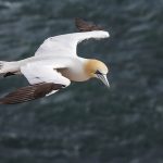 Basstölpel (Morus bassanus)