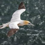 Basstölpel (Morus bassanus)