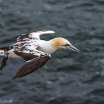 Basstölpel (Morus bassanus)