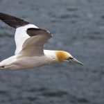 Basstölpel (Morus bassanus)