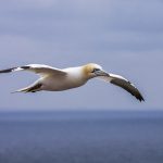 Basstölpel (Morus bassanus)