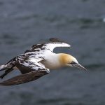 Basstölpel (Morus bassanus)