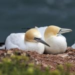 Basstölpel (Morus bassanus)