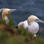 Basstölpel (Morus bassanus)