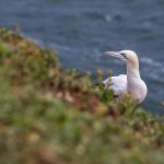 Basstölpel (Morus bassanus)