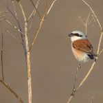 Neuntöter (Lanius collurio) Männchen