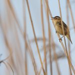 Schilfrohrsänger (Acrocephalus schoenobaenus)