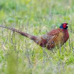 Fasan (Phasianus colchicus) Männchen