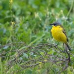 Schafstelze (Motacilla flava) Männchen
